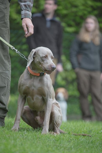 Hundepräsentation 2019